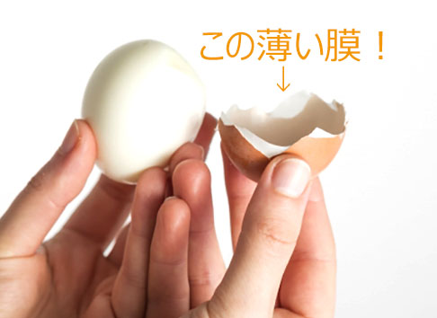 卵殻膜とは卵の薄い皮のこと